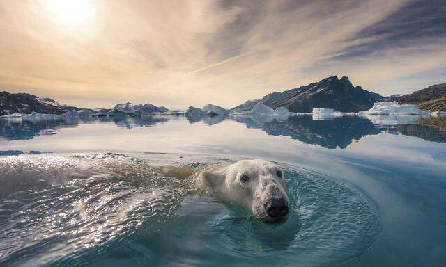 Das arktische Grönland ist die größte Insel der Welt, hat etwa die 26-fache Fläche Österreichs, viele noch unangetastete Ressourcen – und natürlich Eisbären.