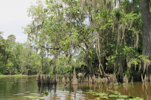 Feuchtgebiete wie jene, zu denen der Blind River eine knappe dreiviertel Stunde mit dem Auto westlich von New Orleans zählt, sind mehrfach gefährdet. Erstens liefert der Mississippi River viel weniger Sediment als vor seiner Zähmung durch Deiche und Dämme. Das verstärkt die Erosion der Küste - sie wird nach und nach in den Golf gespült. Zweitens tritt über die Zehntausenden Kanäle, die Ölfirmen zur Erschließung ihrer Quellen seit 1930 gegraben haben, Salzwasser in die "Wetlands". Das tötet die Zypressen, deren Wurzeln das Erdreich somit nicht mehr stabilisieren.