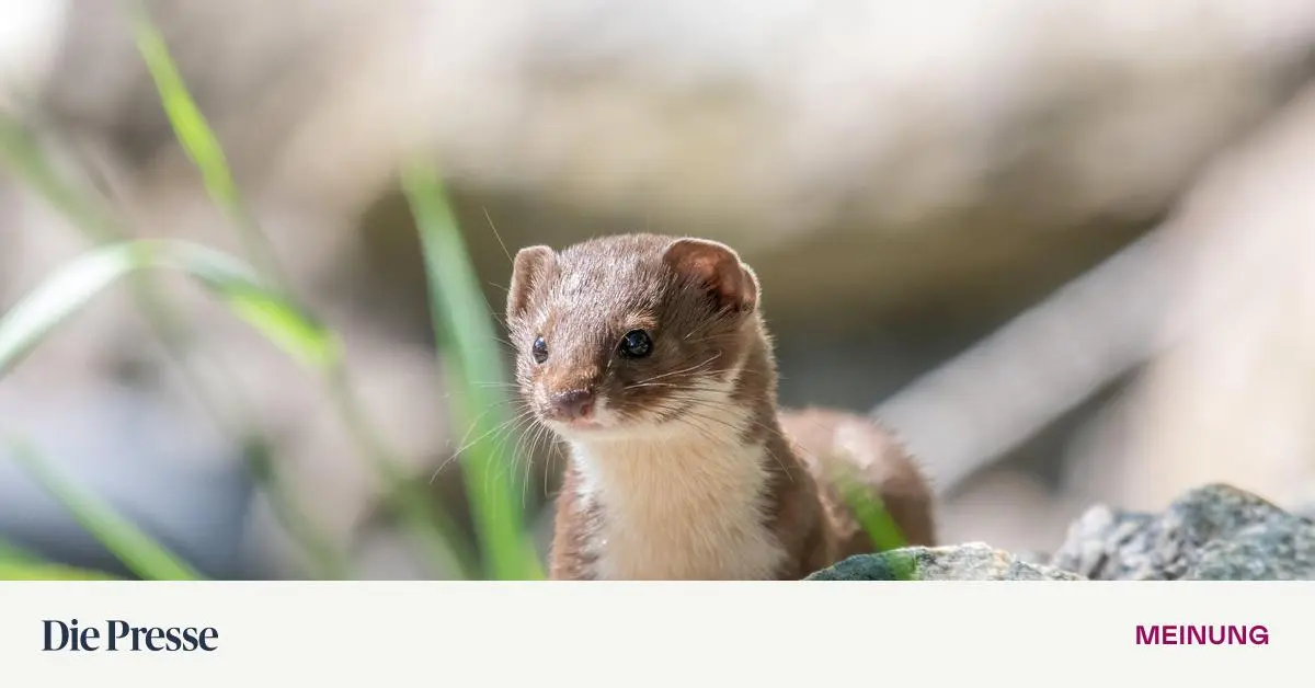 Was-geht-uns-das-Mauswiesel-an-