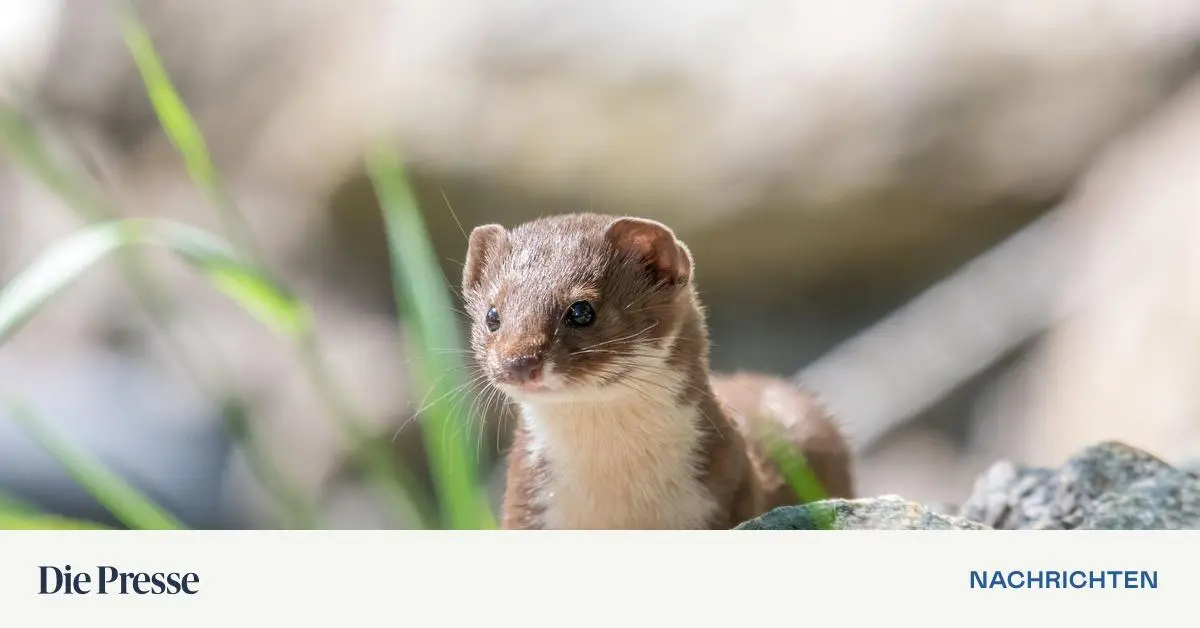 Mauswiesel-ist-Tier-des-Jahres-2026-auch-Lurch-Pflanze-und-Einzeller-gek-rt