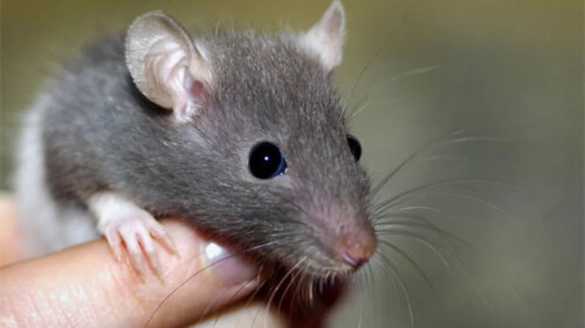Kant und die Ratten: Raum im Kopf – DiePresse.com
