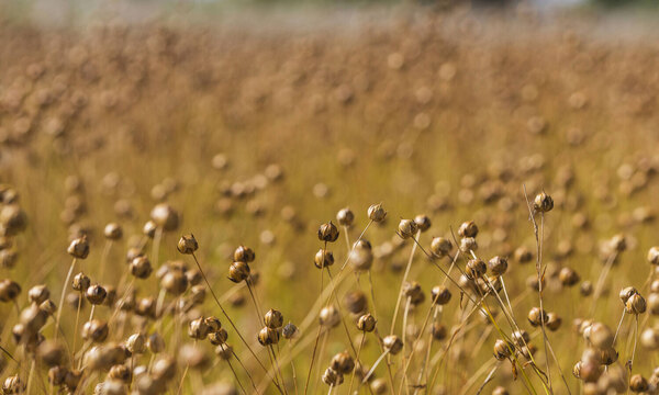 Dieser Lein ist schon fast abgereift. Die Kapseln enthalten den wertvolen Leinsamen.
