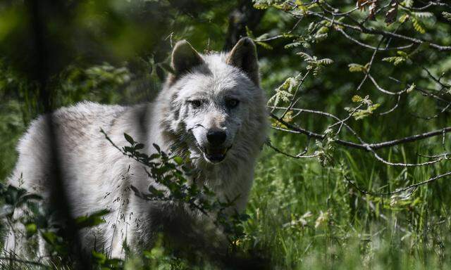 Wölfe finden in unserer Kulturlandschaft ein reichhaltiges Angebot an Beutetieren.