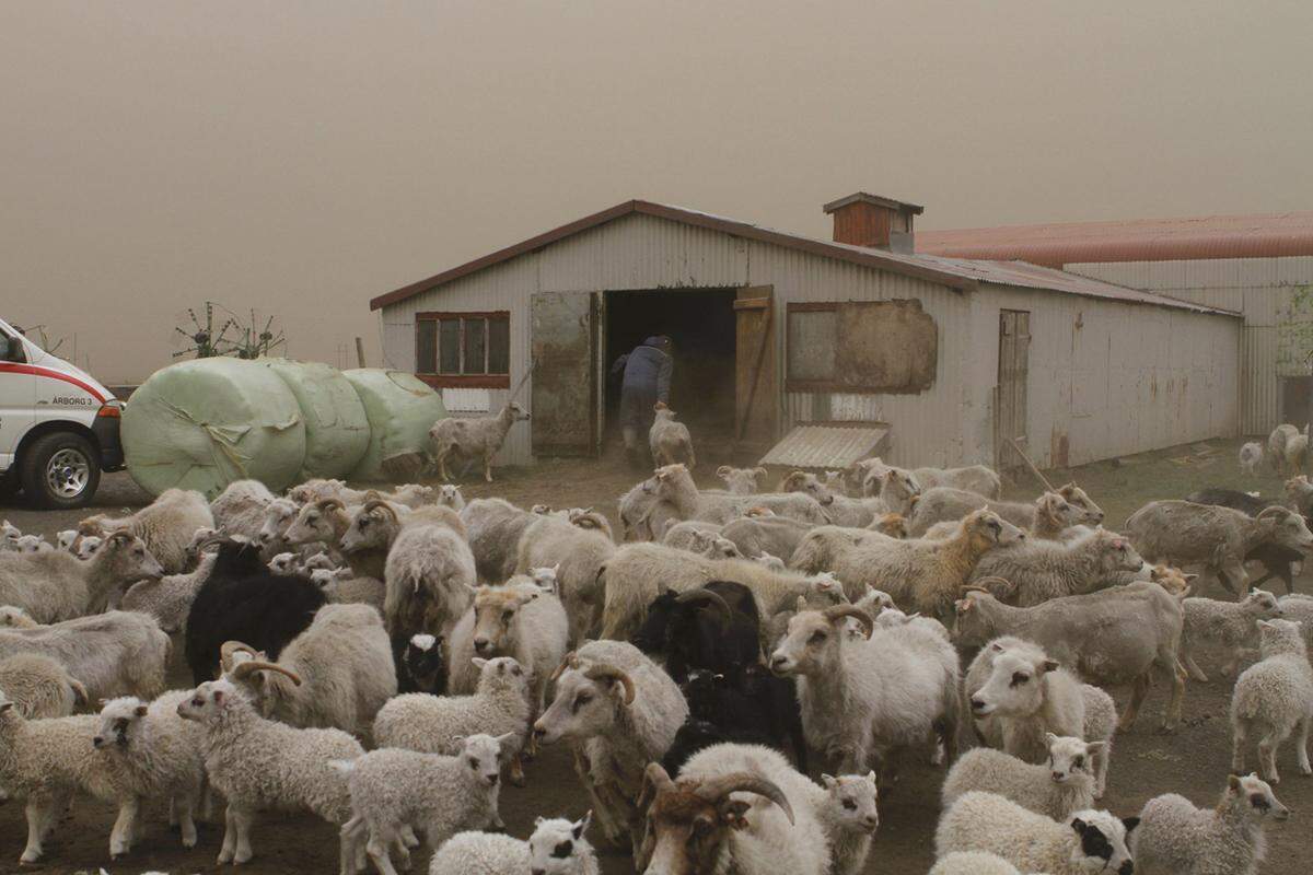 In der Nähe des Dorfes Kirkjubaejarklaustur, 260 Kilometer von Reykjavík entfernt, bringt ein Bauer seiner Schafe vor der Aschewolke in Sicherheit.