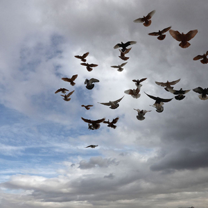 SYRIA-CONFLICT-HOBBY-BIRDS