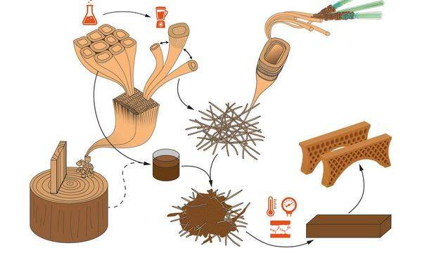 Das Forschungsteam nutzt aus, dass die Mikrostruktur des Holzes selbst in den kleinsten Spänen intakt vorhanden ist. 