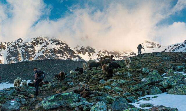 Wichtiges Thema im Südtirol-Wahlkampf: Laut „Dolomiten“ sind heuer bereits 49 Schafe und Ziegen Opfer des Wolfs geworden, mehr als im gesamten Vorjahr.