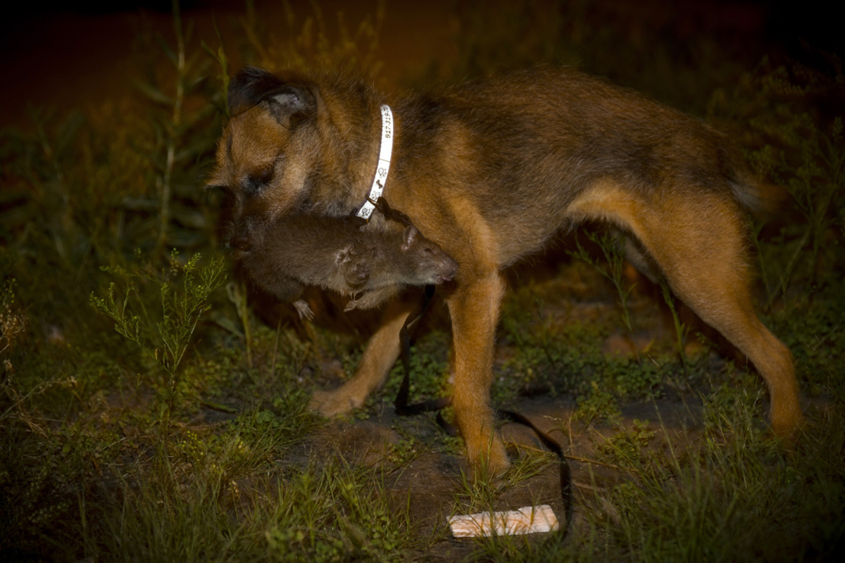 Die R.A.T.S.-Gruppe sieht in ihren nächtlichen Aktiviten einerseits eine gute Tat für die Stadt, andererseits erlauben sie ihren Hunden, ihrem natürlichen Jagdtrieb auszuleben.