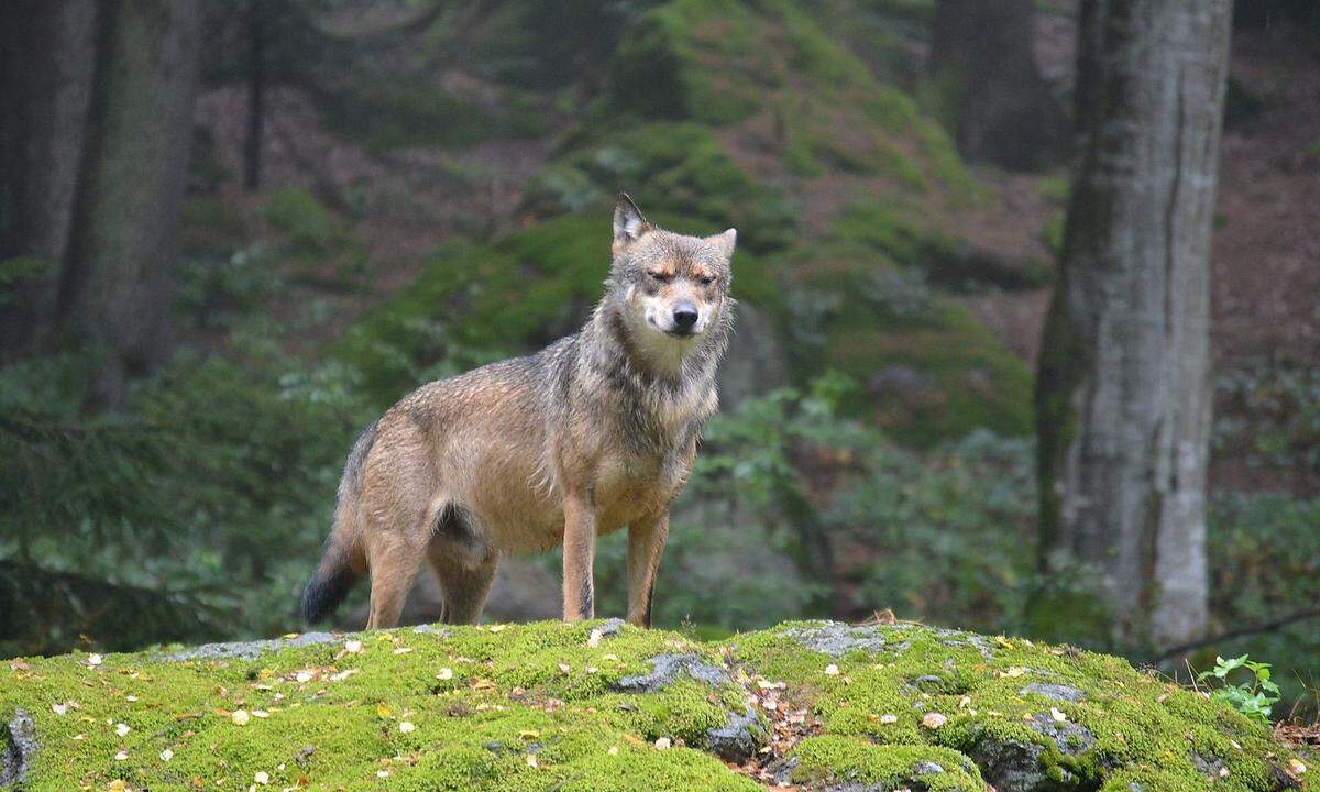 Wo bleiben die Tierschützer?Warum es selbst Alphatiere schwer haben. Bär, Maus, Hase und Spatz müssen herhalten, wenn es um Kosenamen geht, hat der Sprachwissenschaftler Jan-Claas Freienstein vor einiger Zeit festgestellt. Kosenamen für Menschen, wohlgemerkt. Da fühlen sich Tierschützer offenbar nicht zuständig. Selbst die Rangdynamik wird animalisiert: Aus den anführenden, stark extravertierten Alphas (Präsidenten zum Beispiel) werden demnach Alphatiere. Wo ist der Chef? Dabei ist die Geschichte mit dem Alpha(tier) eine Geschichte der Missverständnisse: Niemand ist automatisch immer und in jeder Gruppe – und sei er noch so dominant – ein Alpha. Und die Rollenverteilung kann sich auch innerhalb einer Gruppe ändern. Nicht zufällig hat Raoul Schindler seine Theorie daher Rangdynamik genannt. Ja, es gibt sogar Situationen, in denen sich der Alpha-Typ weniger vor dem Feind von außen als vor dem kritischen Gamma innerhalb der Gruppe fürchtet. Da kann er sich noch so sehr als Leitwolf oder als Löwe gerieren. Apropos: So beliebt Bär, Maus, Hase und Spatz auch sind, Liebende aus höheren Bildungsschichten bevorzugen als Kosenamen ein weniger verfängliches „Schatz(i)“.