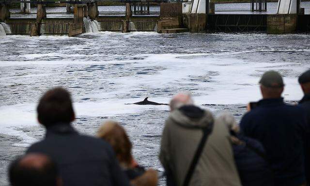 A minke whale calf that was found injured and beached on concrete is seen in the River Thames, in London