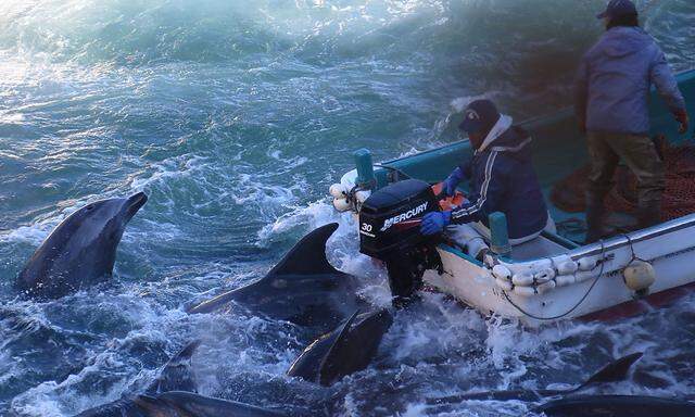 Tierschützer kritisieren die grausame Jagd auf Delfine vor der Küste von Taiji in Japan.