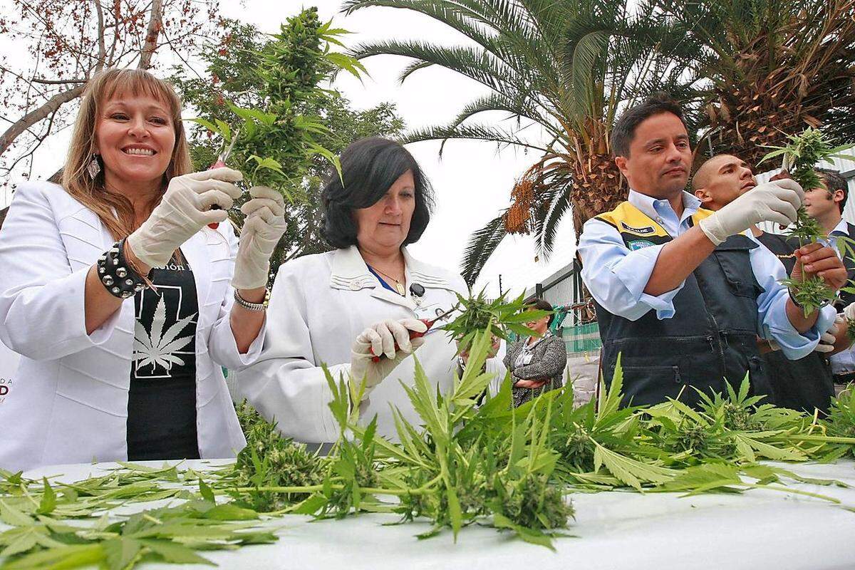 Neben Kursen zu Geschichte, Politik und Legalität, gibt es auch Seminare zum richtigen Anbau der Hanfpflanze. Schwerpunkt der Oaksterdam Universität in Kalifornien ist die wissenschaftliche Untersuchung von Cannabis als Arzneimittel.