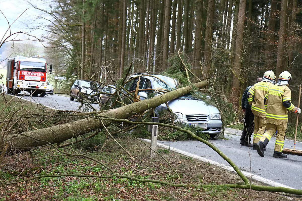 Auch in Österreich wütete "Niklas" enorm. In Michaelbeuern in Salzburg wurde ein Pkw vom einem Baum getroffen.