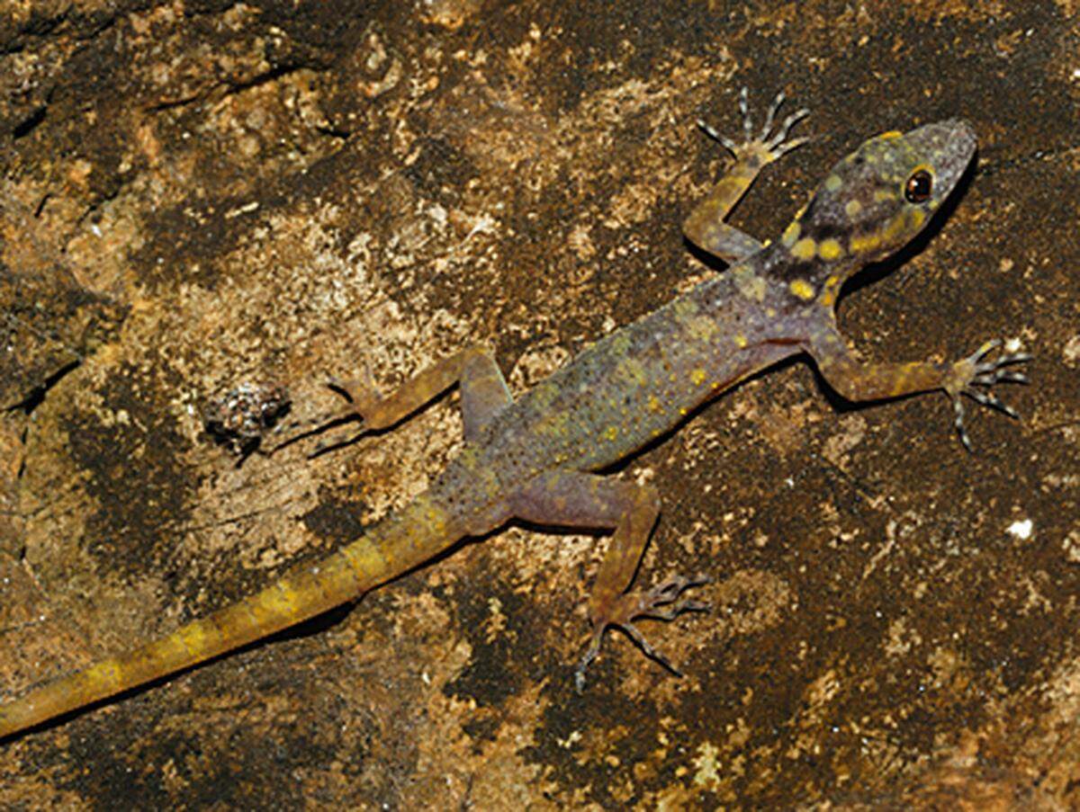 Unter den neu entdeckten Arten befinden sich durchaus spektakuläre Funde: Der Leoparden-Gecko lebt ausschließlich auf der Insel Cat Ba im Norden Vietnams.