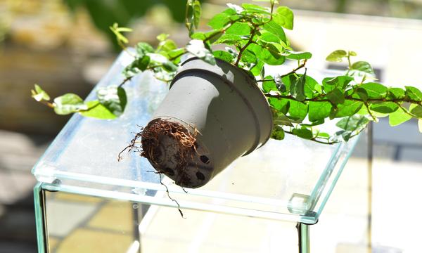 Wenn Pflanzen über den Sommer gewuchert sind, ist es Zeit zum Umtopfen.