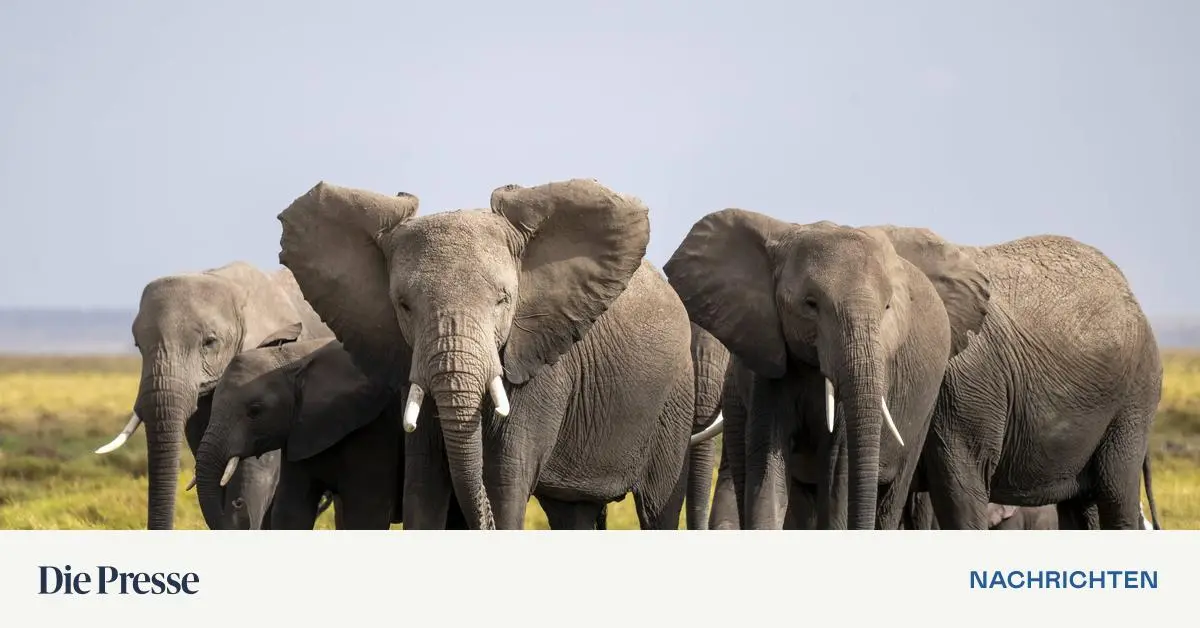 Elefanten-Giraffen-und-Nash-rner-Gut-gesch-tzt-aber-ihnen-geht-ein-lebenswichtiger-N-hrstoff-aus