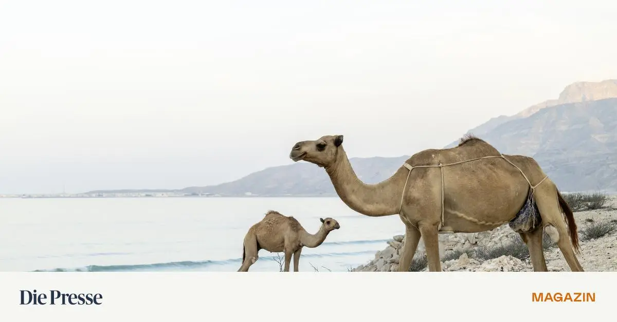 Weihrauch-im-Oman-Mythos-und-Harz-sind-eng-verbunden-premium-