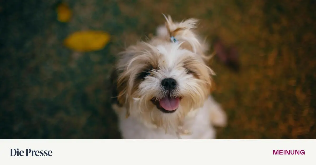 Da-ist-der-Hund-drin