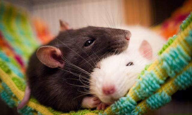 Diese Ratten haben sich lieb. Aber für ein hilfsbereites Verhalten reicht zur Not auch kluges Kalkül.