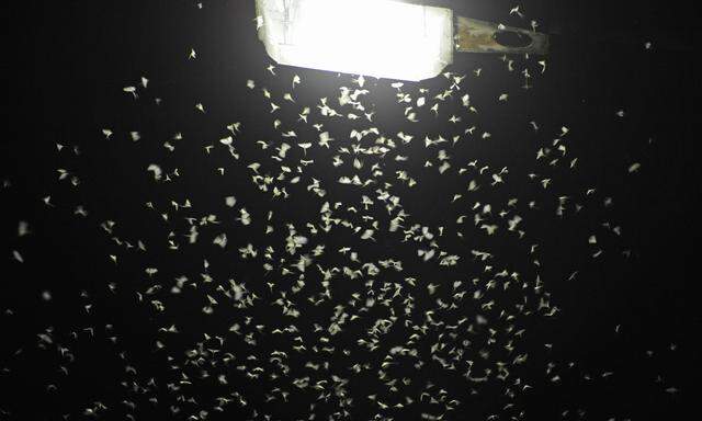 Bis zur Erschöpfung schwirren die Insekten um eine künstliche Lichtquelle.