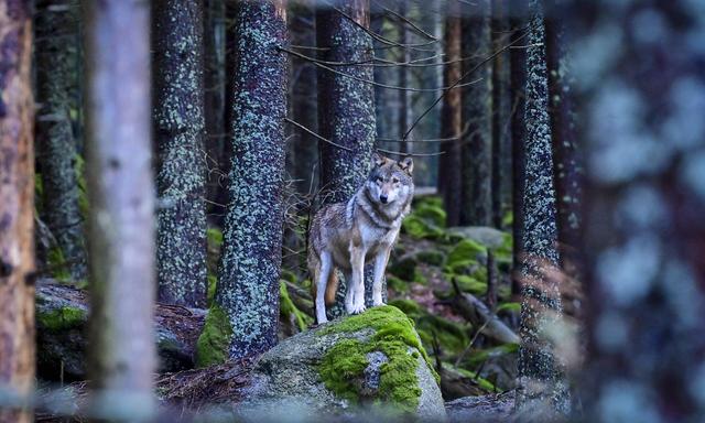 Weglaufen sollte man vor einem Wolf keinesfalls, sondern Blickkontakt halten und langsam retour gehen. Normalerweise zieht er sich aber ohnehin sofort zurück.