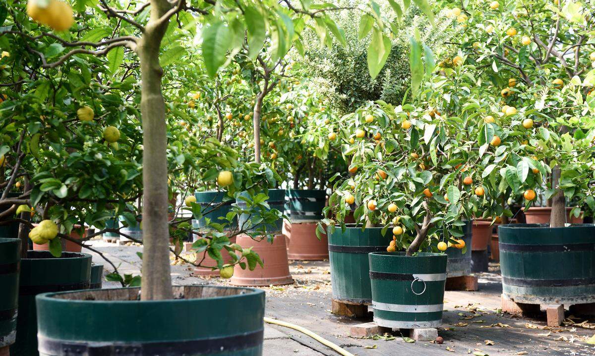 Aus der Zitrusgarten gehört zu der Botanischen Sammlung in Schönbrunn.