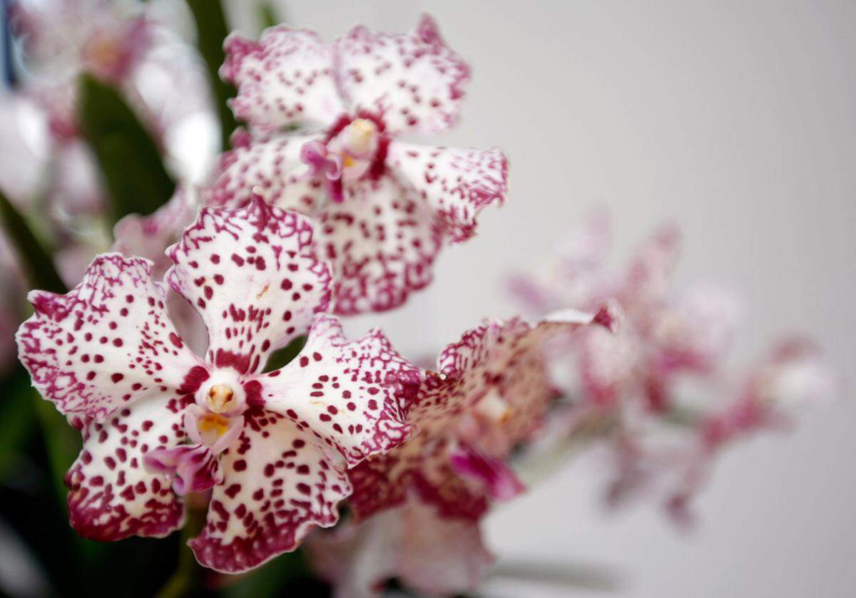 So sieht die Orchidee aus, die auf den klingenden Namen Vanda William Catherine hört.