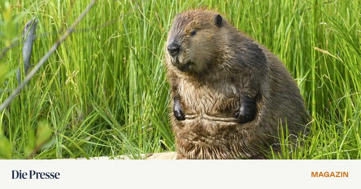 Blauer-rger-ber-Biber-Berti-Bei-anderen-Tieren-hatte-die-FP-weniger-ngste-premium-