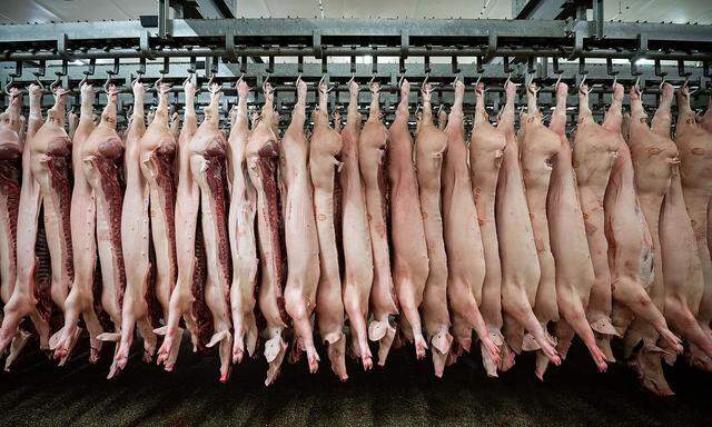 China importiert weniger Schweine aus den USA