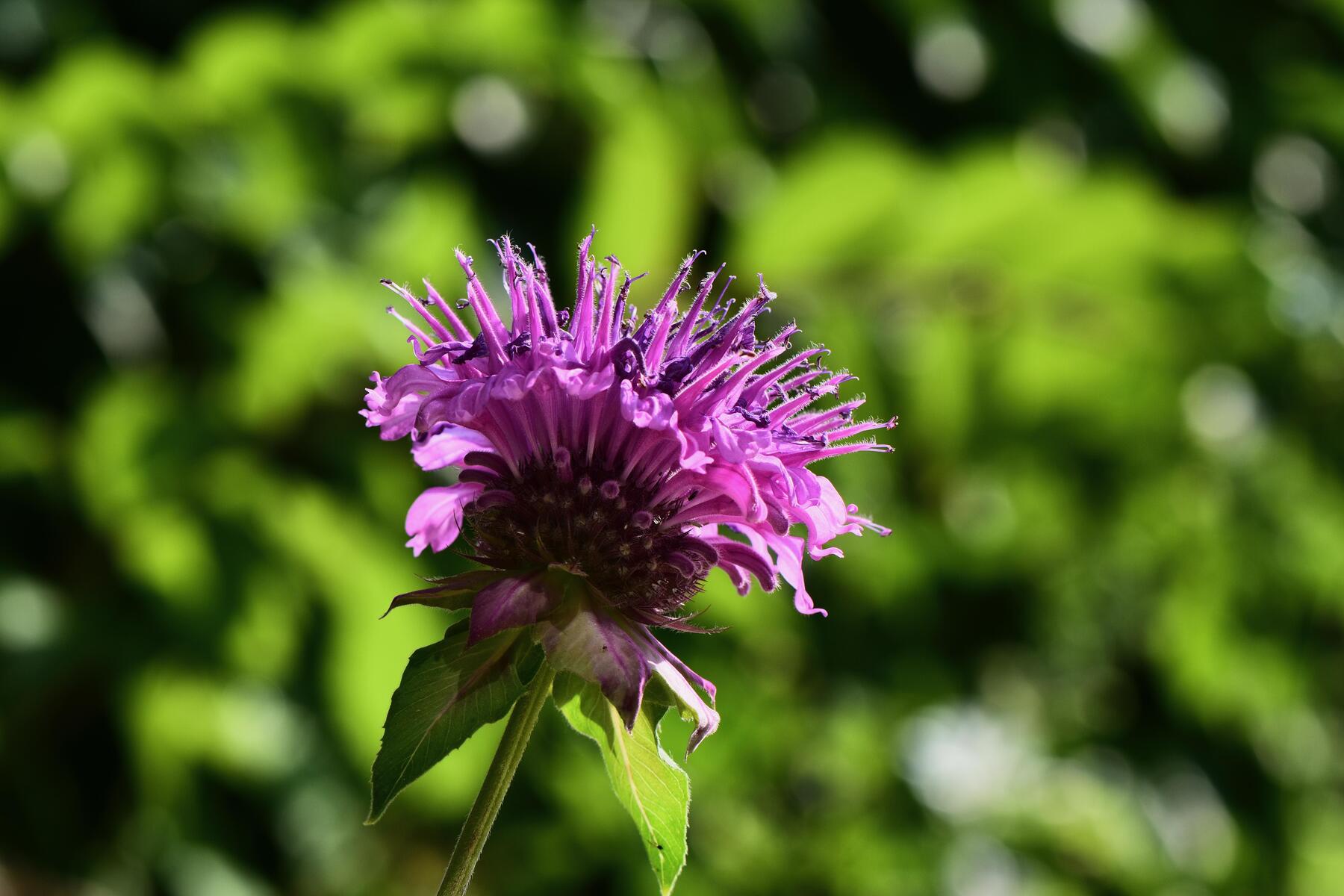 Indian Nettle: Choosing the Best Monarda Varieties for Garden, Tea, and Kitchen