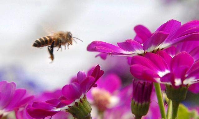 Ob Bienen durch den Einsatz von Neonicotinoiden gefährdet sind, ist für Umweltminister Nikolaus Berlakovich wissenschaftlich nicht genügend aufgearbeitet.