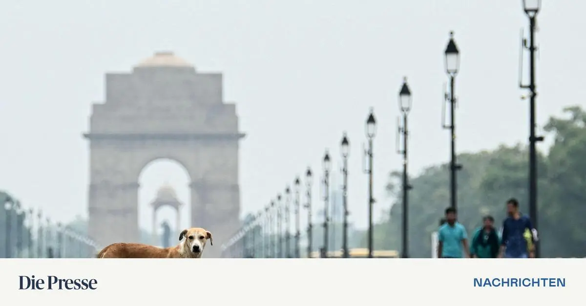Gericht-will-Zehntausende-Stra-enhunde-aus-Neu-Delhi-verbannen-premium-