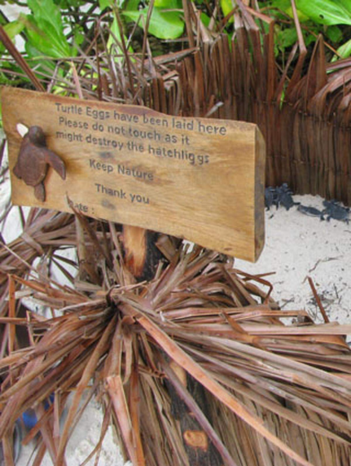 Keep nature! Babyschildkröten überleben die ersten Wochen nur im schützenden Gitterbett.