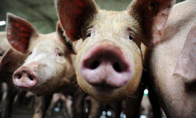 Für Schweine muss es laut dem VfGH schon früher Erleichterungen geben. Doch ab wann, ist politisch strittig. 