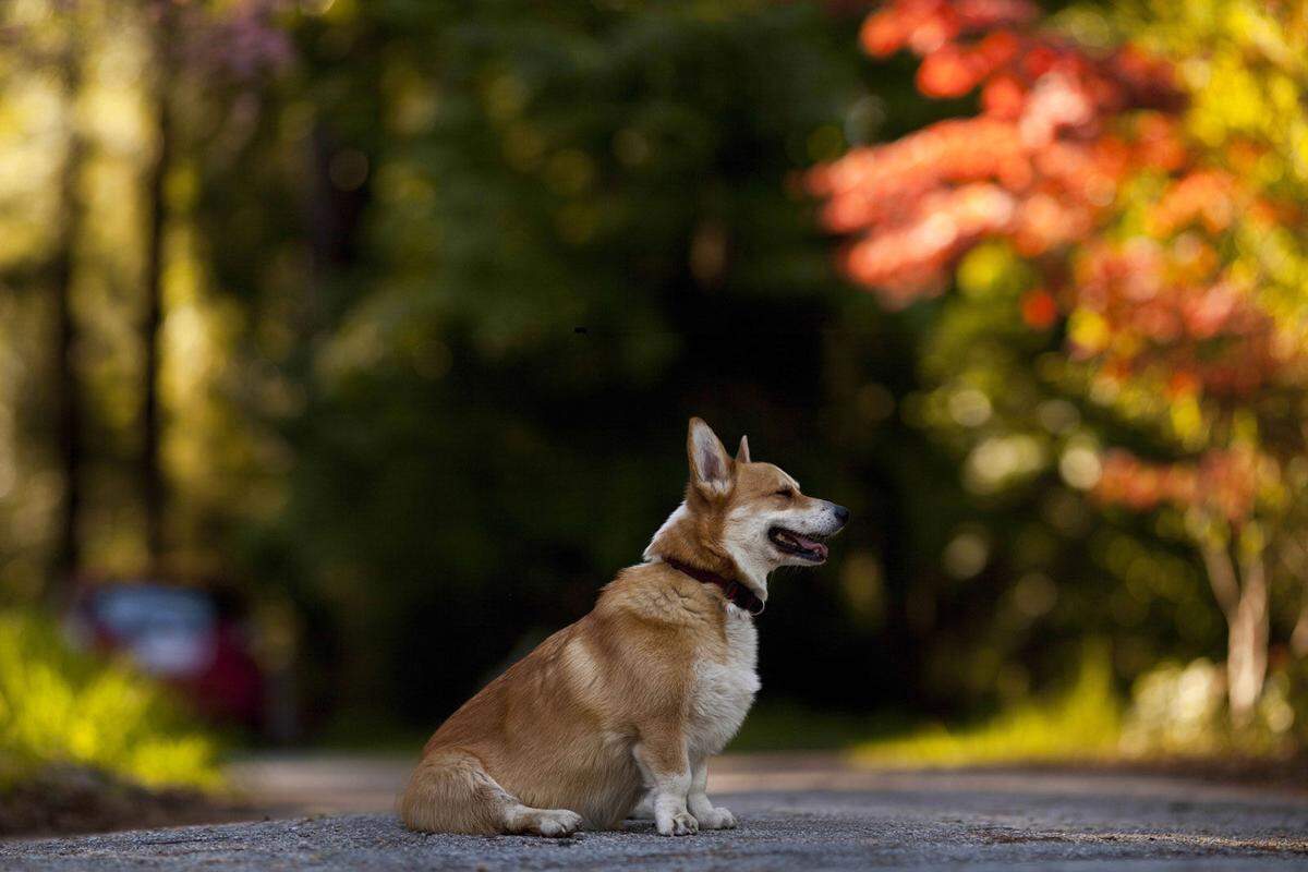 Die Rasse Welsh Corgi Pembroke stammt aus der Grafschaft Permbrokeshire im südlichen Teil von Wales. Die als Viehhüter und Vietreiber eingesetzten Hunde sind für ihr freches, eigensinniges Wesen bekannt. Sie gelten aber auch als besonders schlau und gelassen - und flugtauglich.