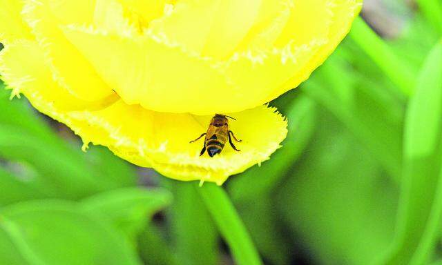 Diese Biene fand in einer Tulpe ein wenig Wasser – man kann es Insekten aber auch einfacher machen.