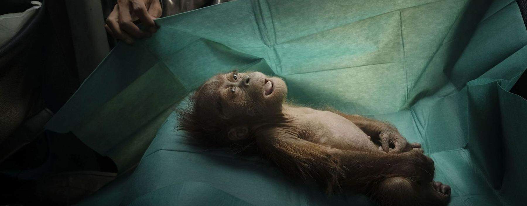 Mit diesem Bild eines verstorbenen Orang-Utan-Babys wurde Schroeder in der Kategorie Natur für das beste Einzelfoto ausgezeichnet.  