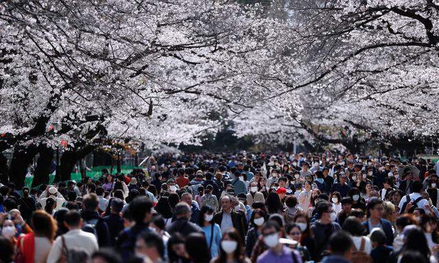 Kirschblütenfest in Tokio