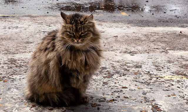 Archivbild einer Katze in der Ukraine. In Neuseeland sind verwildete Katzen eine Gefahr für die Tierwelt.