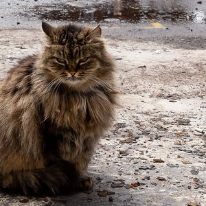 Archivbild einer Katze in der Ukraine. In Neuseeland sind verwildete Katzen eine Gefahr für die Tierwelt.