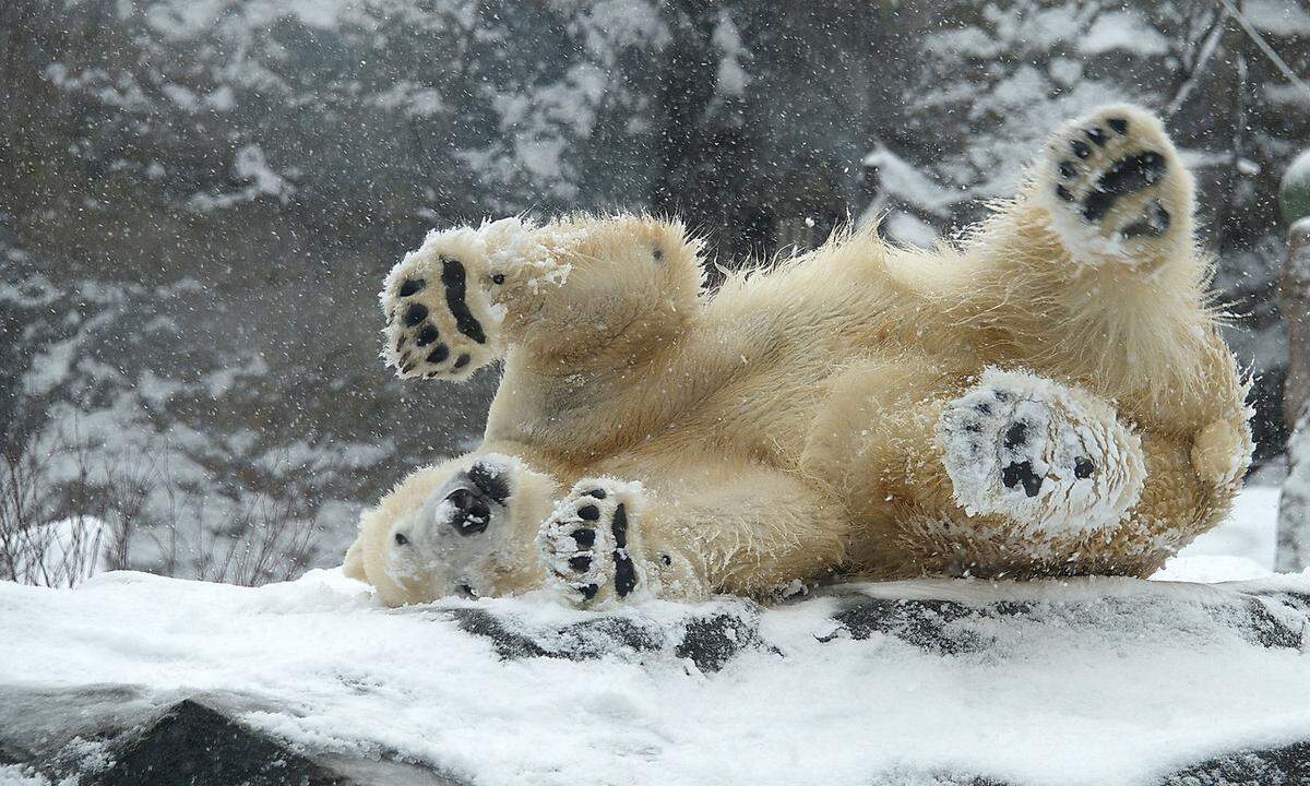  "Die Polkappen sind so hoch wie nie, die Eisbären-Population war nie stärker. Wo zum Teufel ist die Erderwärmung?" (auf Twitter, 29. Oktober 2014)