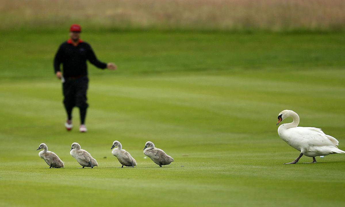 Vom Golfturnier ließ sich diese Schwanenfamilie nicht aus der Ruhe bringen.