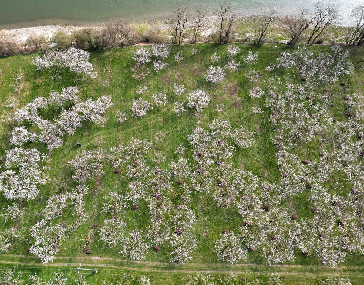 Wachauer Marillen: „Blüte hat den Frost bis jetzt gut überstanden ...