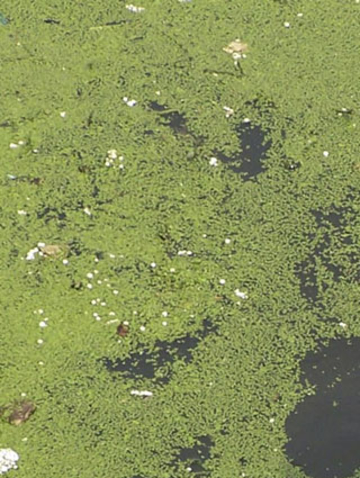 So genannter Biotreibstoff aus Raps oder Zuckerrohr ist bereits bekannt. Neu ist hingegen der Treibstoff aus Algen von Milton Sommerfeld und Quiang Hu von der Arizona State University. Er soll CO2-neutral sein und außerdem niemanden die Nahrung wegtanken: Die verwendeten Algen sind nicht essbar.