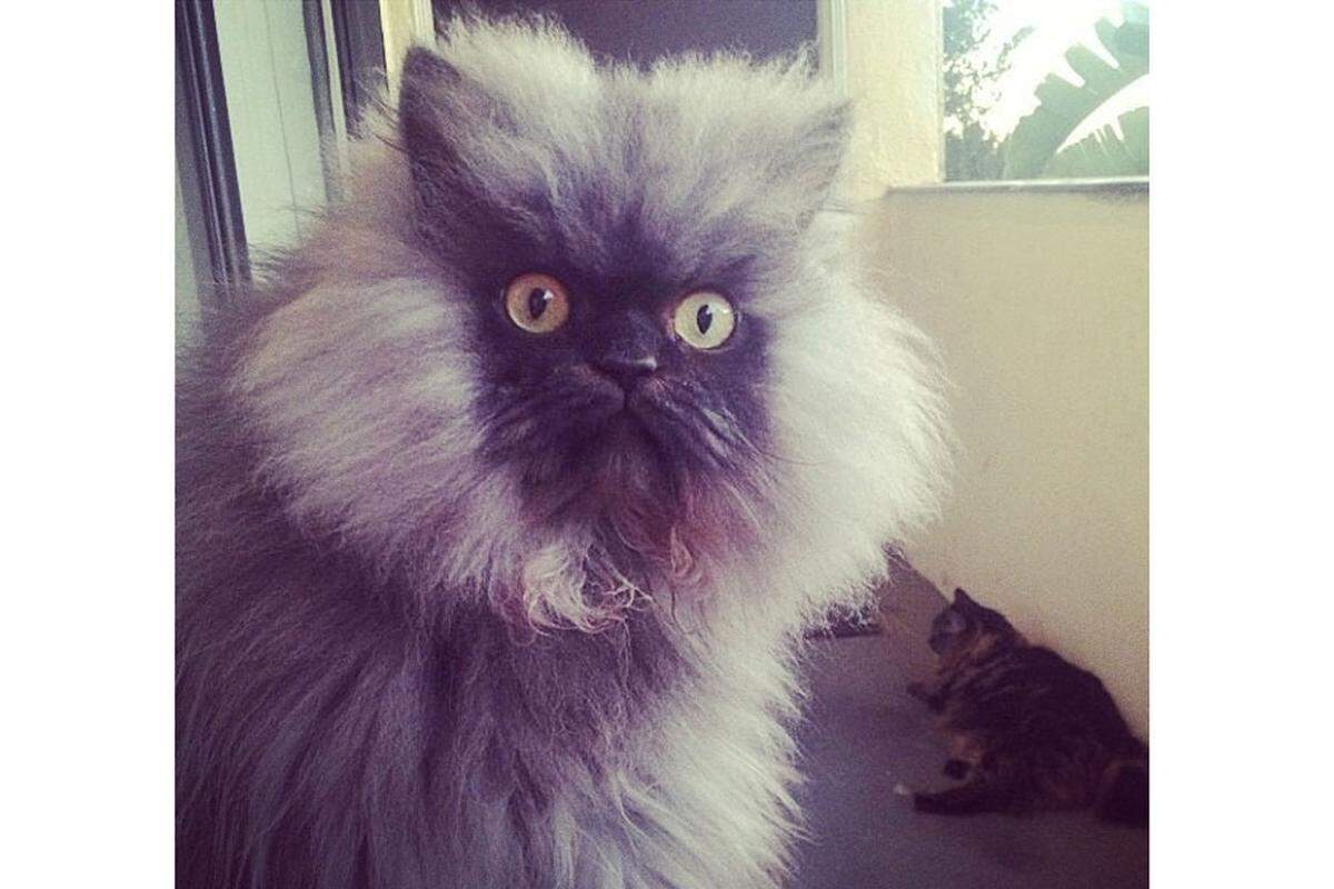 Dieser Zausebart hat den Internetruhm schon hinter sicher. Colonel Meow, die Katze mit dem längsten Fell der Facebook-Welt starb Anfang 2014.