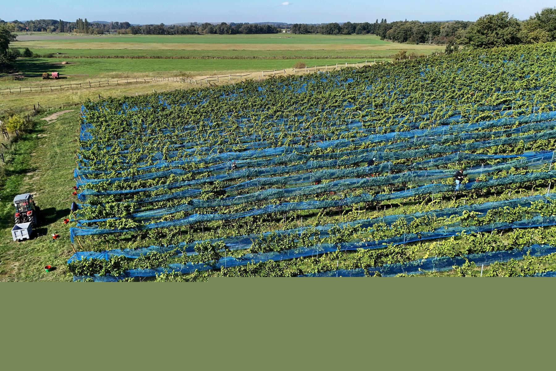 Kleinste deutsche Weinernte seit 15 Jahren