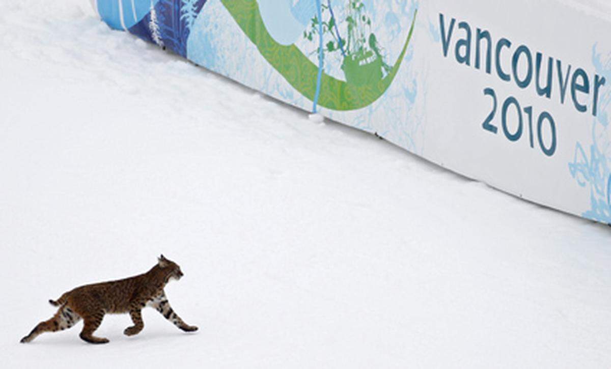 Wozu noch eine Jahreskarte für Schönbrunn, wenn sich Tiere wie dieser Luchs auch bei der Olympischen Herrenabfahrt beobachten lassen?