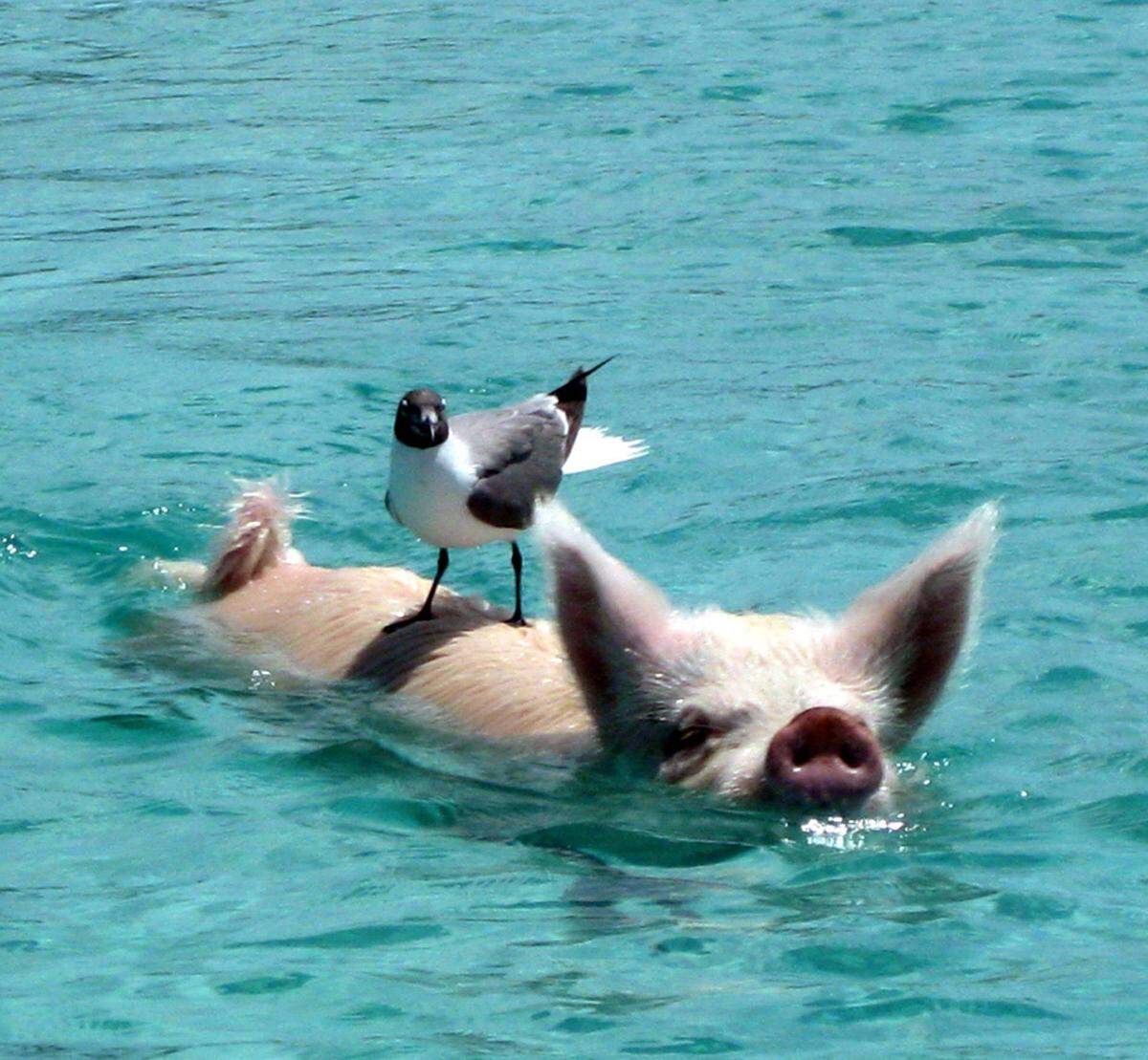 Wem mit Delfinen schwimmen zu gewöhnlich ist, der kann auf der Insel Big Mayor Cay südlich von Nassau auf den Bahamas mit Schweinen auf Tuchfühlung gehen. Sie werden von den Touristen gefüttert und sind dementsprechend zutraulich.