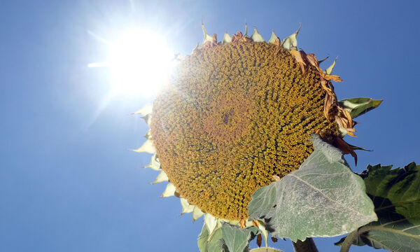 Hitzeschaeden in Thueringen