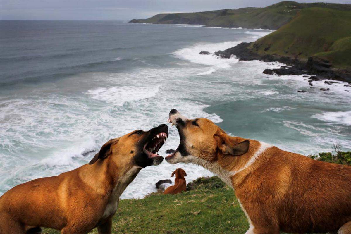 Zwei verwilderte Hunde in Südafrika (Coffee Bay).